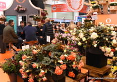 Miss Malibu and Miss Montereal of Dümmen Orange.